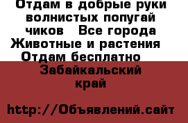 Отдам в добрые руки волнистых попугай.чиков - Все города Животные и растения » Отдам бесплатно   . Забайкальский край
